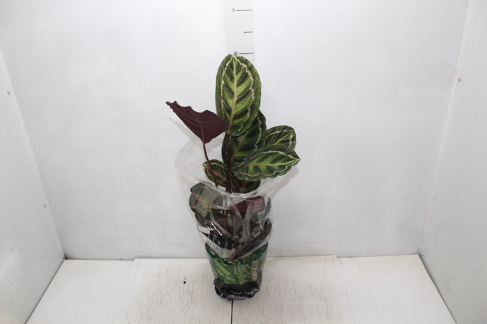 <h4>CALATHEA ROSEA-PICTA P17</h4>