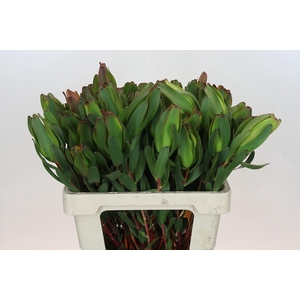 Leucadendron Laurel Yellow Spray