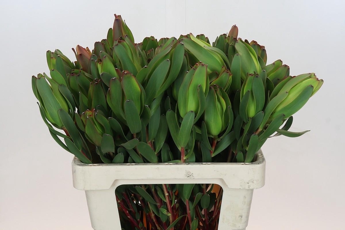 <h4>Leucadendron Laurel Yellow Spray</h4>