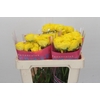 Ranunculus Romance Kitila