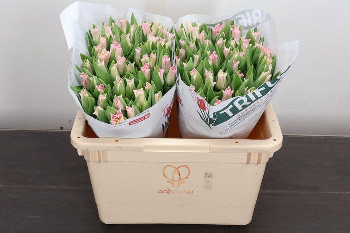 <h4>Tu Co Crown Dynasty</h4>