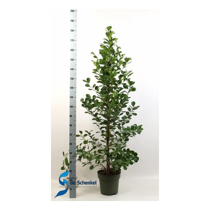 <h4>FIC MI MOCLAME</h4>