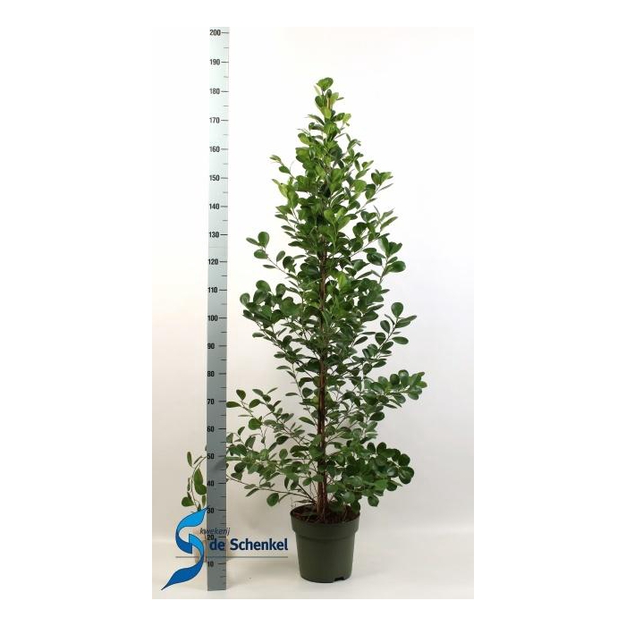 <h4>FIC MI MOCLAME</h4>