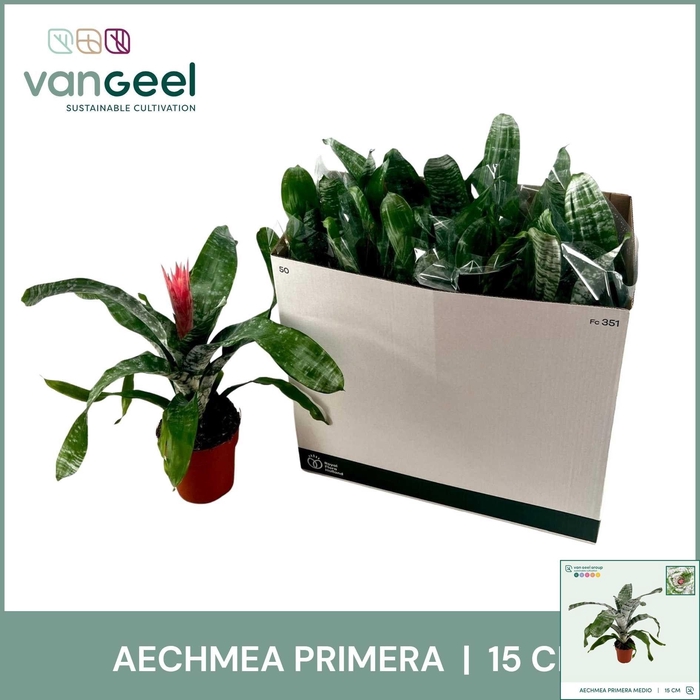 <h4>AECH FAS PRIMERA</h4>