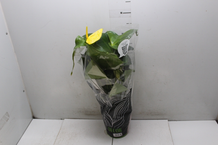 <h4>ANTHURIUM COLOURS P17</h4>