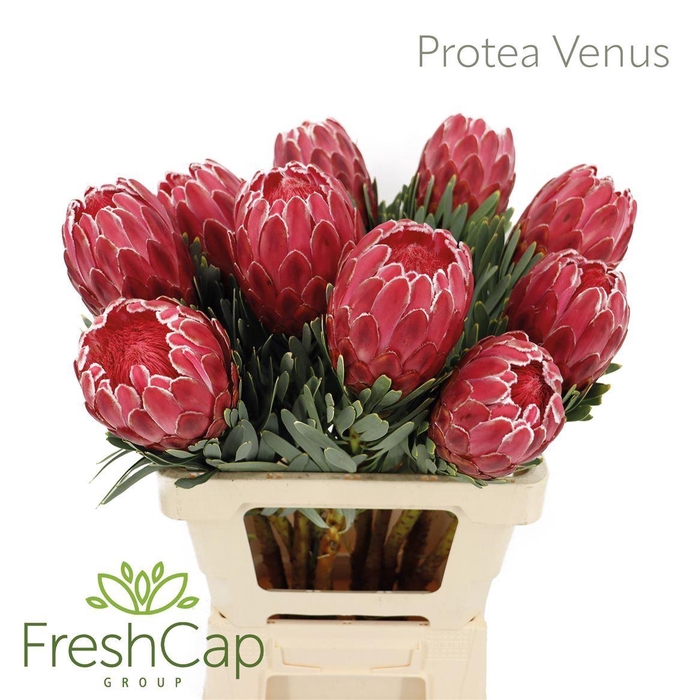 <h4>PROTEA  'VENUS'</h4>