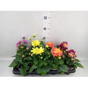 Dahlia DE 'Labella Medio'   ...mix