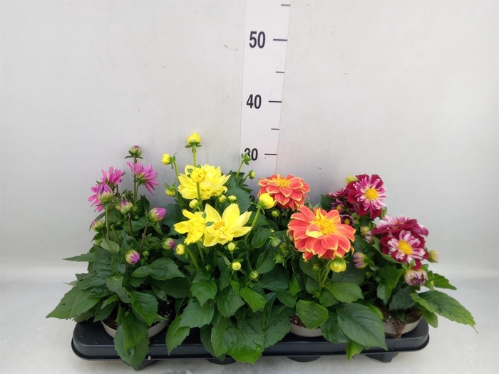 <h4>Dahlia DE 'Labella Medio'   ...mix</h4>