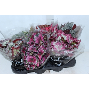 BEGONIA BELEAF P15 PO