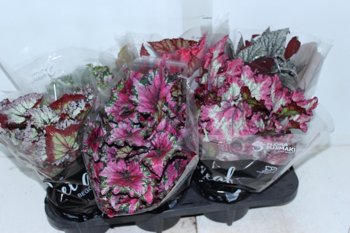 <h4>BEGONIA BELEAF P15 PO</h4>