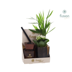 Glazen pot geurstok groen met Arrangement