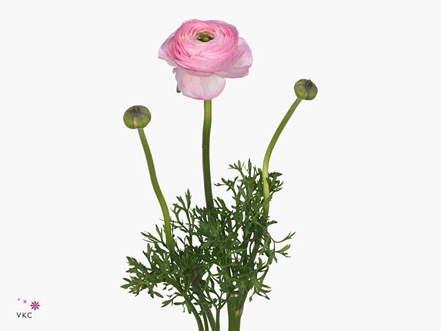 Ran Am Rose Giusy