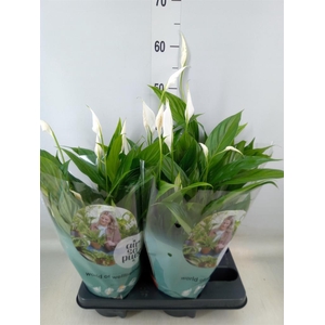 Spathiphyllum  'Pearl Cupido'