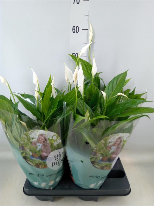 <h4>Spathiphyllum  'Pearl Cupido'</h4>