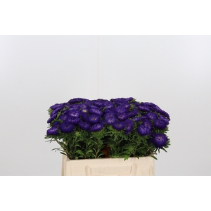 Callistephus Mats Blauw