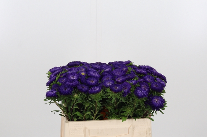 <h4>Callistephus Mats Blauw</h4>
