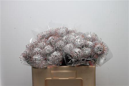 <h4>Leuco Klbh Zilver</h4>