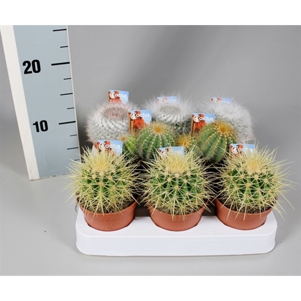 <h4>Cactus 8,5 cm bollenmix op rij met foto-etiket</h4>