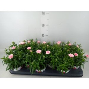 Dianthus  'Oscar Pink'