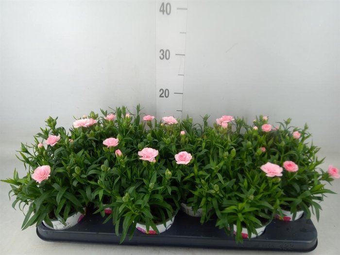<h4>Dianthus  'Oscar Pink'</h4>