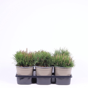 Pinus mugo mughus