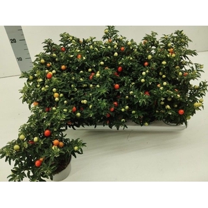SOLAN PSEUDOCAPSIC