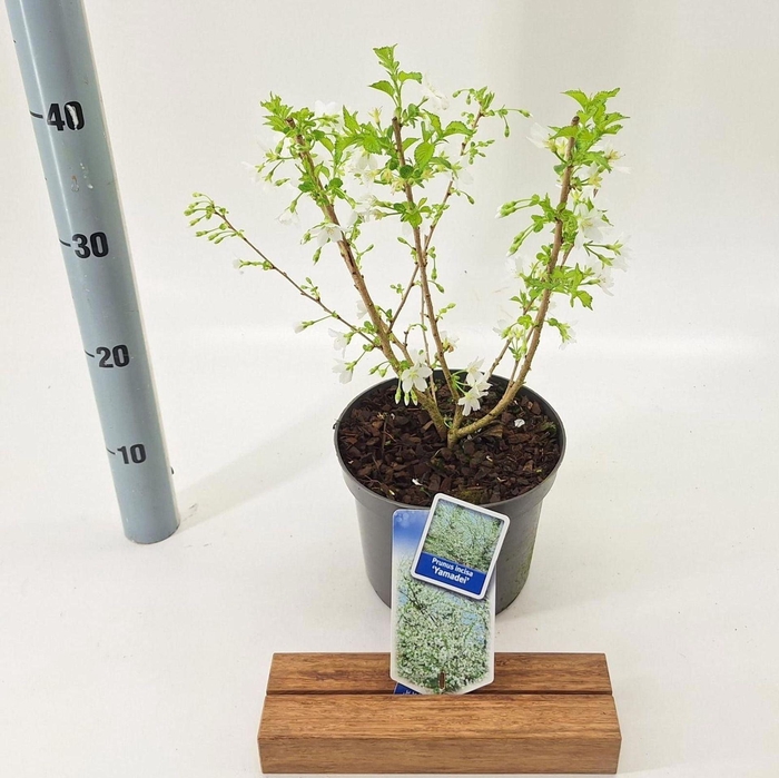 <h4>Prunus incisa</h4>