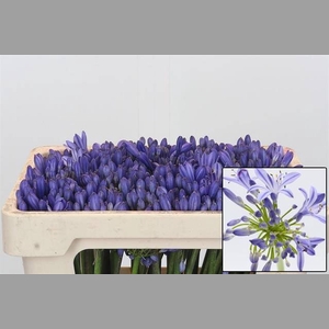 AGAP EYFORI BLUE