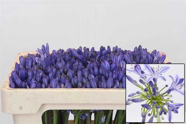 <h4>AGAP EYFORI BLUE</h4>