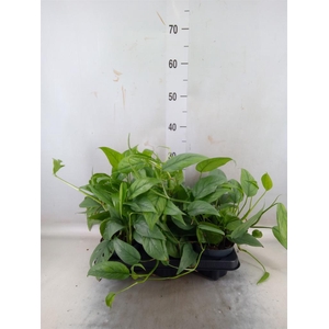 Epipremnum pinn. 'Cebu Blue'