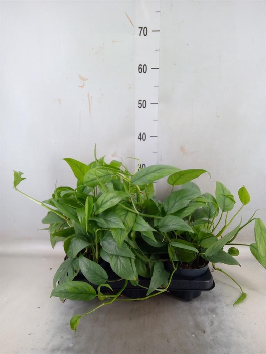 <h4>Epipremnum pinn. 'Cebu Blue'</h4>