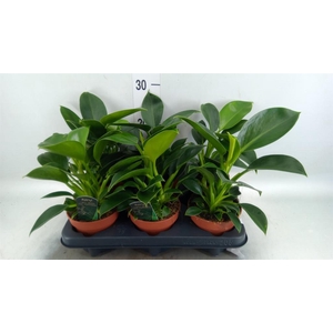 Philodendron  'Green Princess'