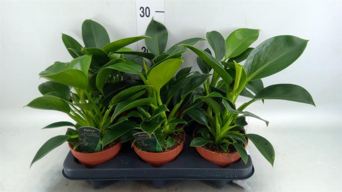 <h4>Philodendron  'Green Princess'</h4>