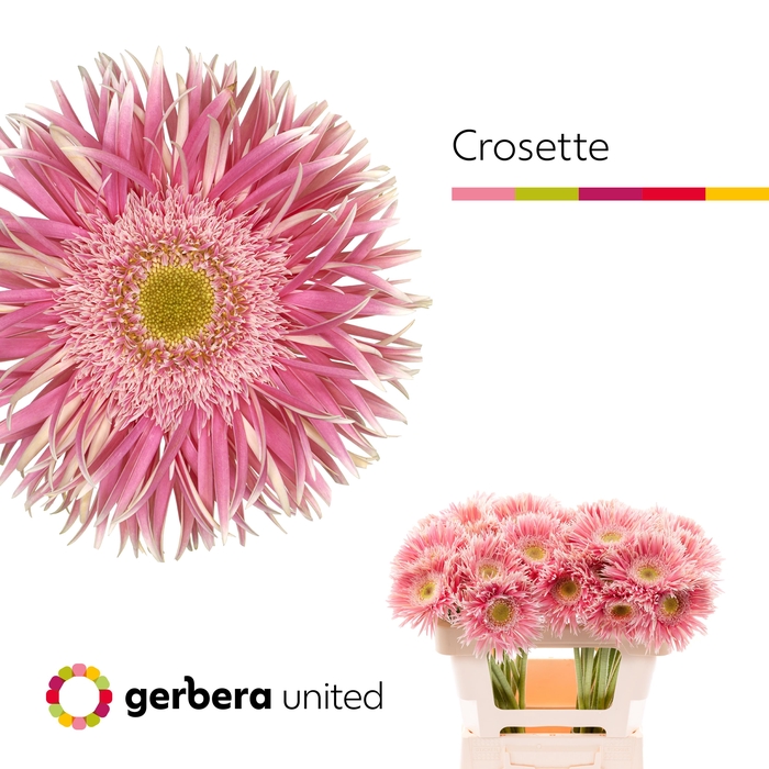 <h4>Gerbera Spider Crossette Water</h4>