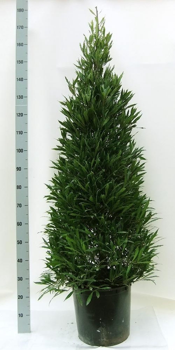 LAU NOB ANGUSTIFOLIA