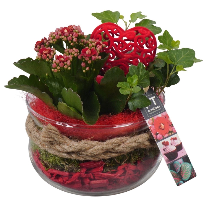 <h4>Arr. Planten L%</h4>