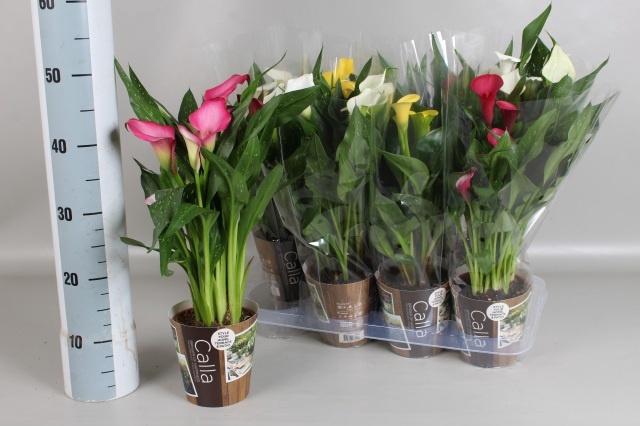 <h4>ZANT GEM 5 KL</h4>