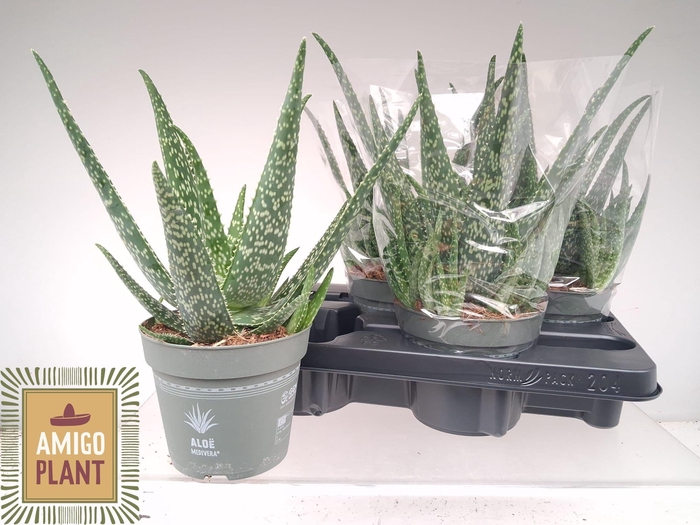 <h4>ALOE VERA</h4>
