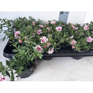 CALIB MINIF PI+RE EY