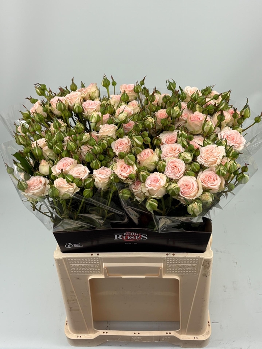 <h4>R TR MORNING STAR 60 cm</h4>