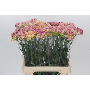 Dianthus St Lady Sheen