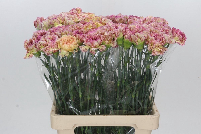 <h4>Dianthus St Lady Sheen</h4>