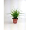 Carex brunnea