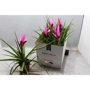 Tillandsia Antonio 12Ø 40cm