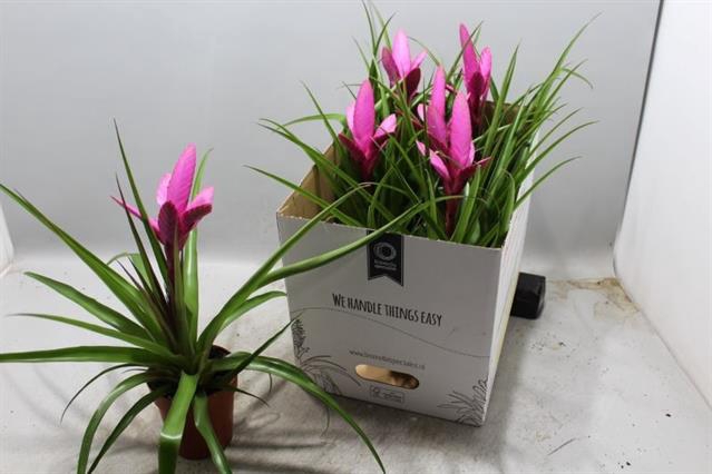 Tillandsia Antonio 12Ø 40cm