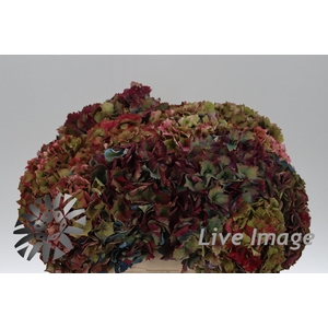 Hydrangea french pro bunch