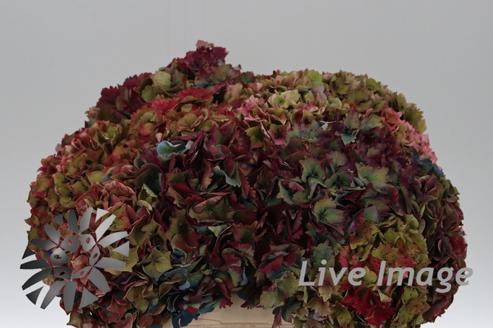 <h4>Hydrangea french pro bunch</h4>