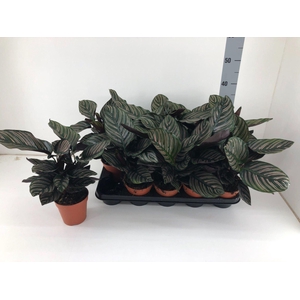 Calathea overig