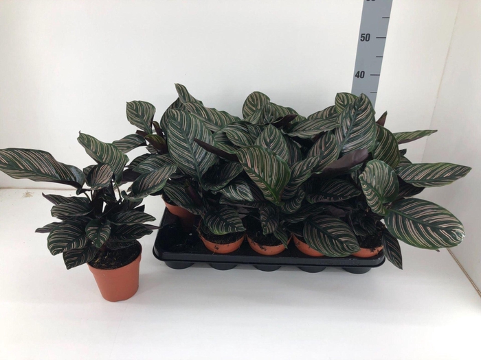 <h4>Calathea overig</h4>