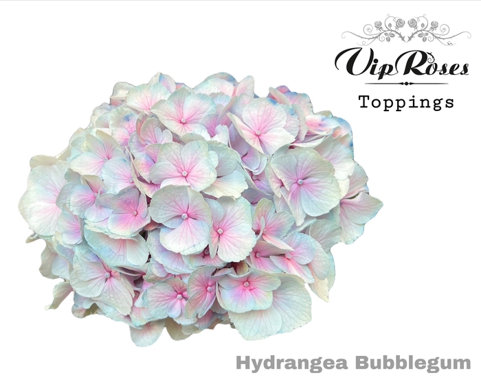 HYDR M BUBBLEGUM 60 CM